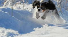 Cum să întăriți imunitatea câinilor în sezonul rece